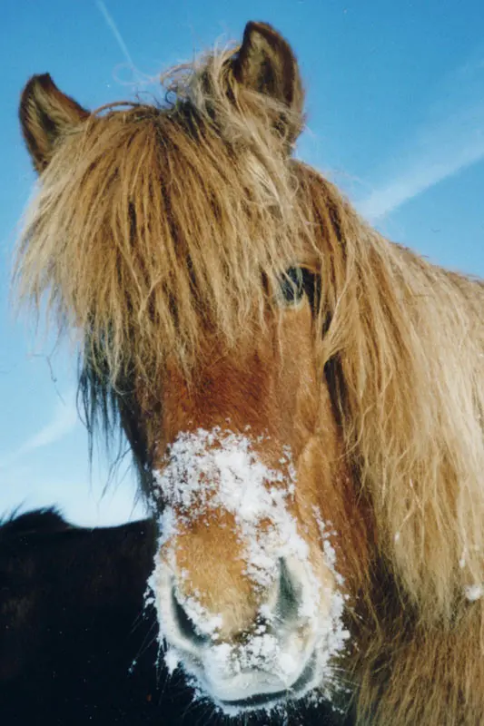 Portrait eines Islandpferdes mit Schnee auf dem Fell