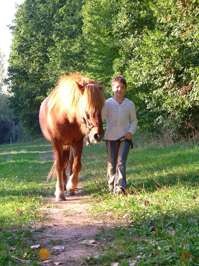 Junge führt ein Islandpferd vertrauensvoll über einen Waldweg