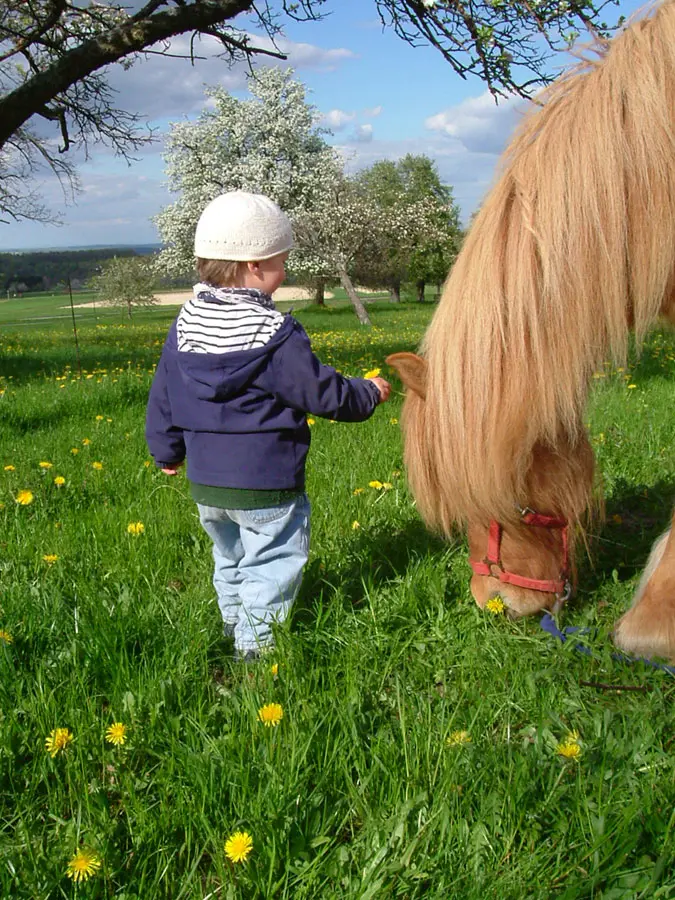 Kleinkind pflückt Löwenzahn auf der Wiese neben einem Pony