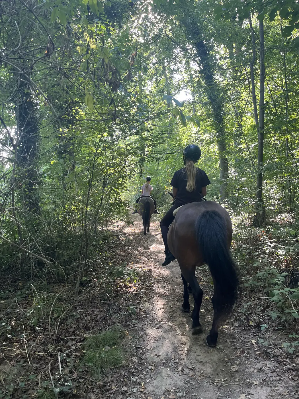 Ausritt mit Islandpferden auf einem Waldweg im Nordschwarzwald